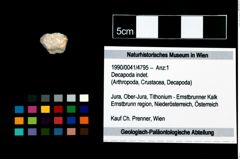 Foto (Objekt + Etikett) von Decapoda indet.  (NHMW-GEO-1990-0041-4795)